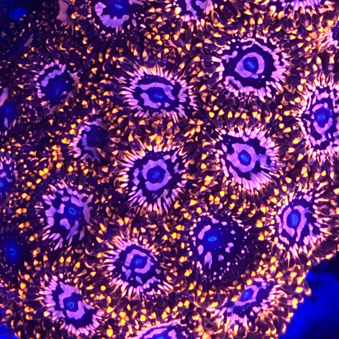 Utter Chaos Zoanthids