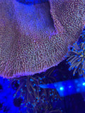 Montipora