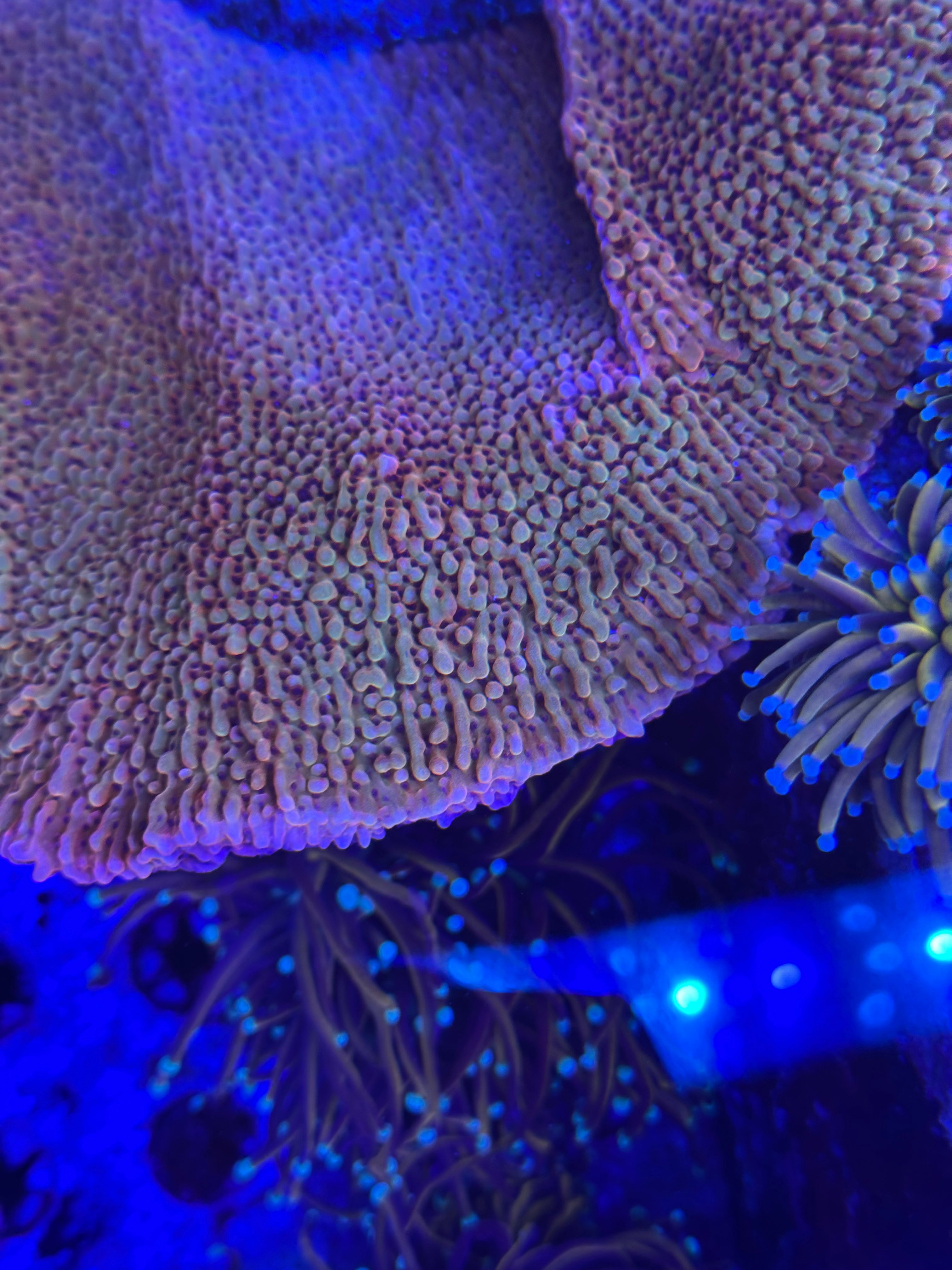 Montipora