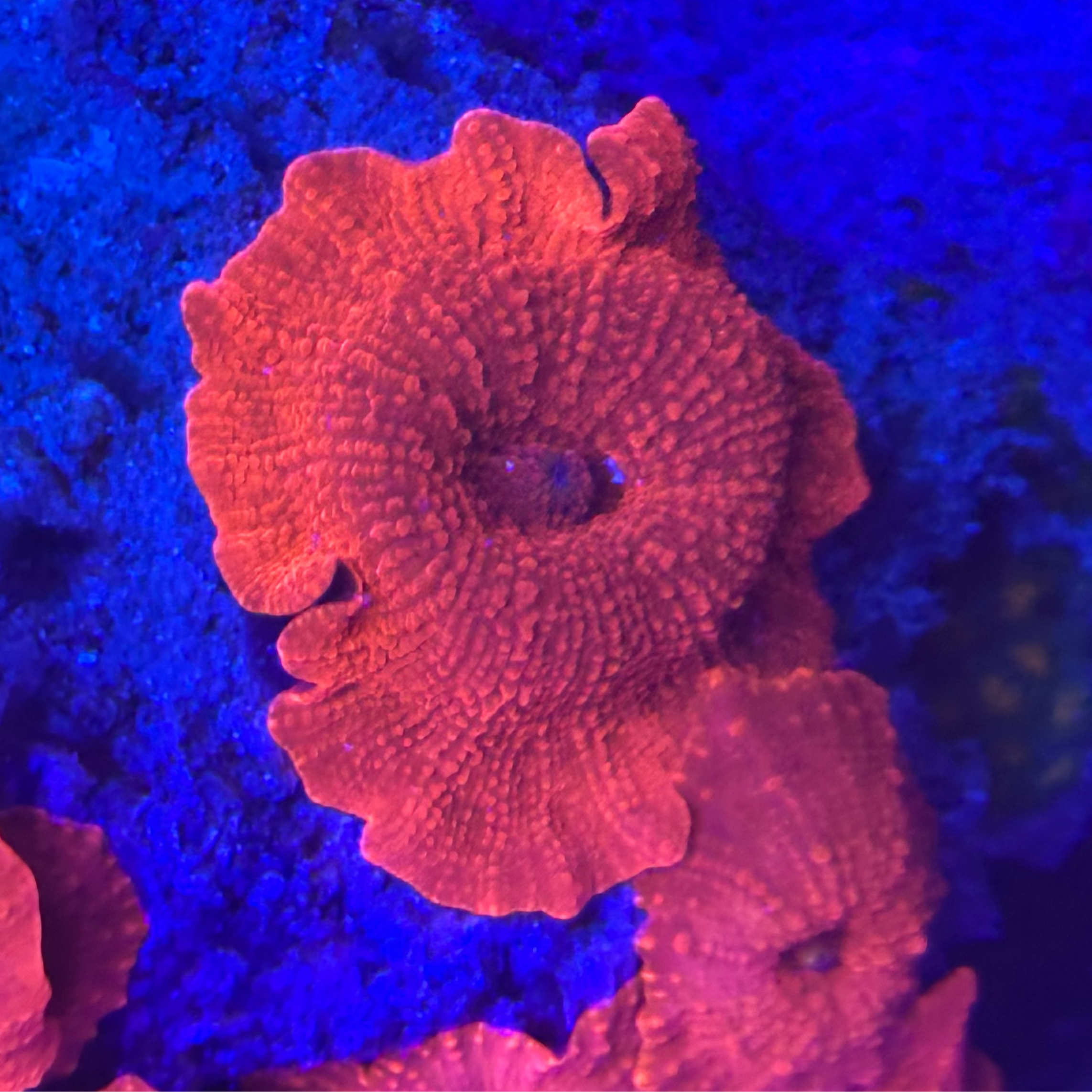 Red Discoma Mushroom